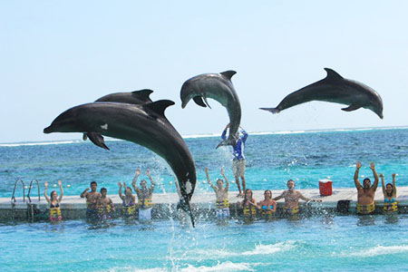 Dolphin Discovery Punta Cana — самый большой дельфинарий на Карибах